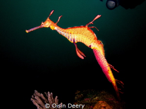 Weedy sea dragon with eggs at 30m depth on Bypass Reef in... by Oisin Deery 